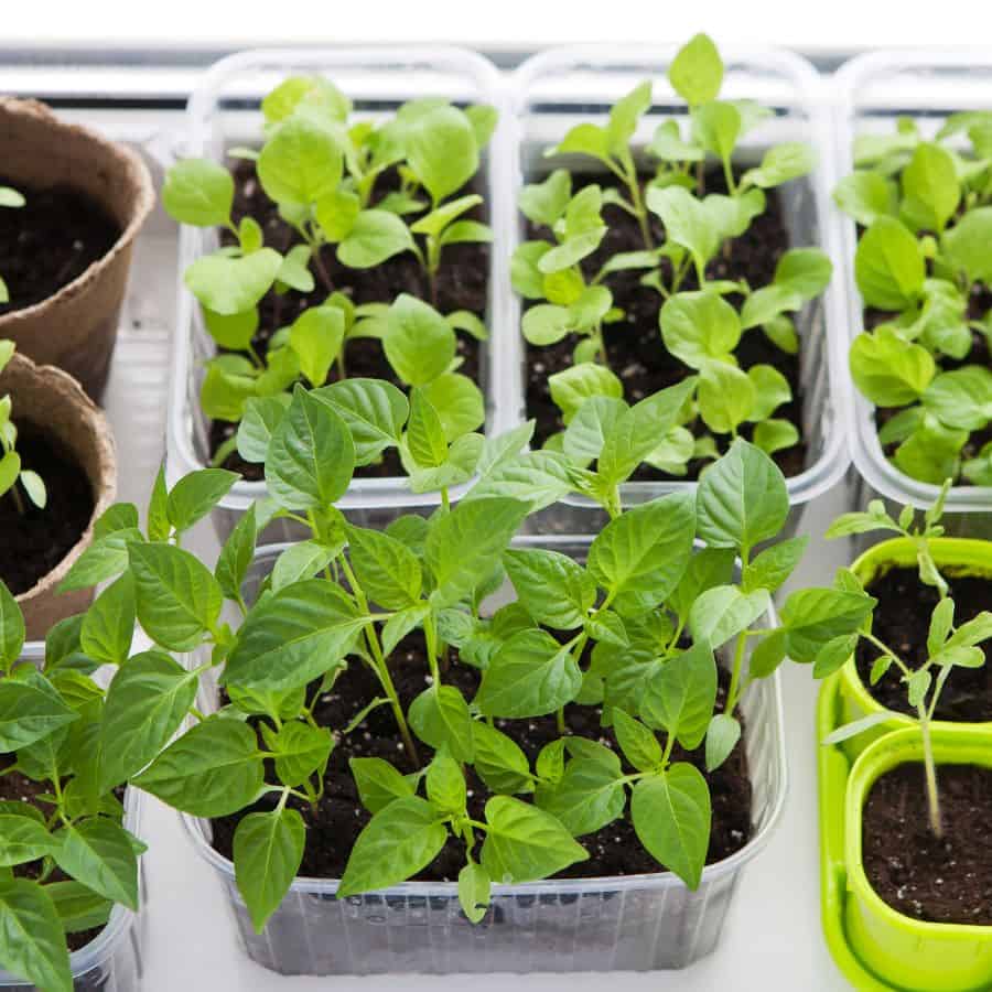 23051-ttlid-577-veggies-grow-indoors-year-round-t1