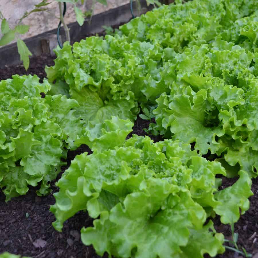 23051-ttlid-578-veggies-grow-indoors-year-round-t1