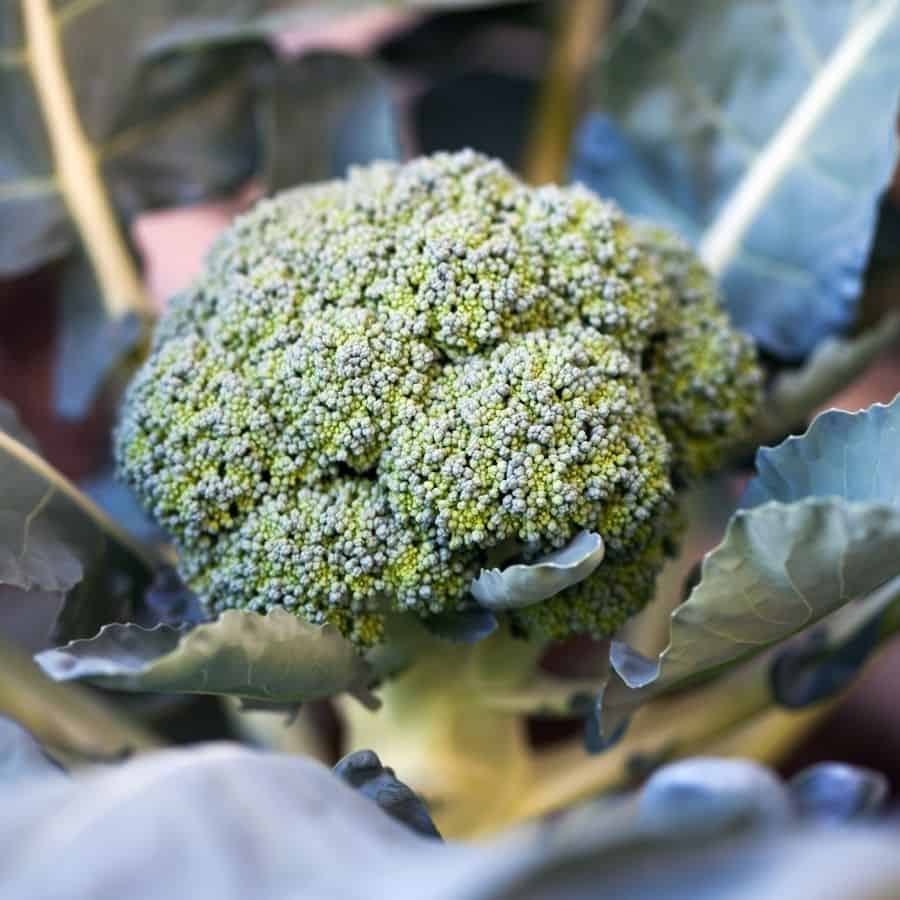 23051-ttlid-580-veggies-grow-indoors-year-round-t1