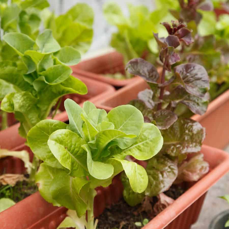 23051-ttlid-581-veggies-grow-indoors-year-round-t1