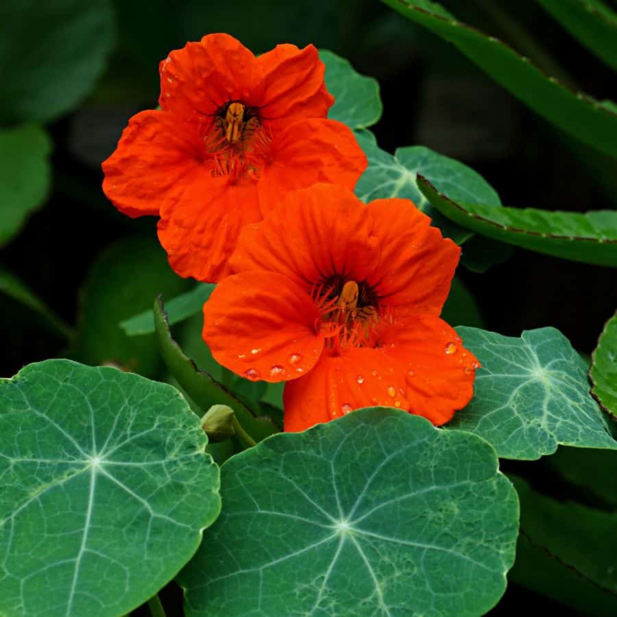 23122-ttlid-607-budget-flowers-garden-t1