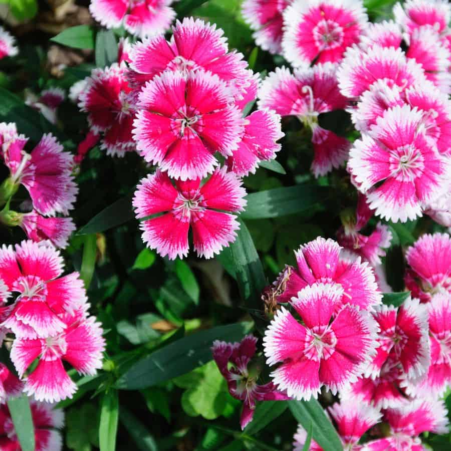 23122-ttlid-609-budget-flowers-garden-t1