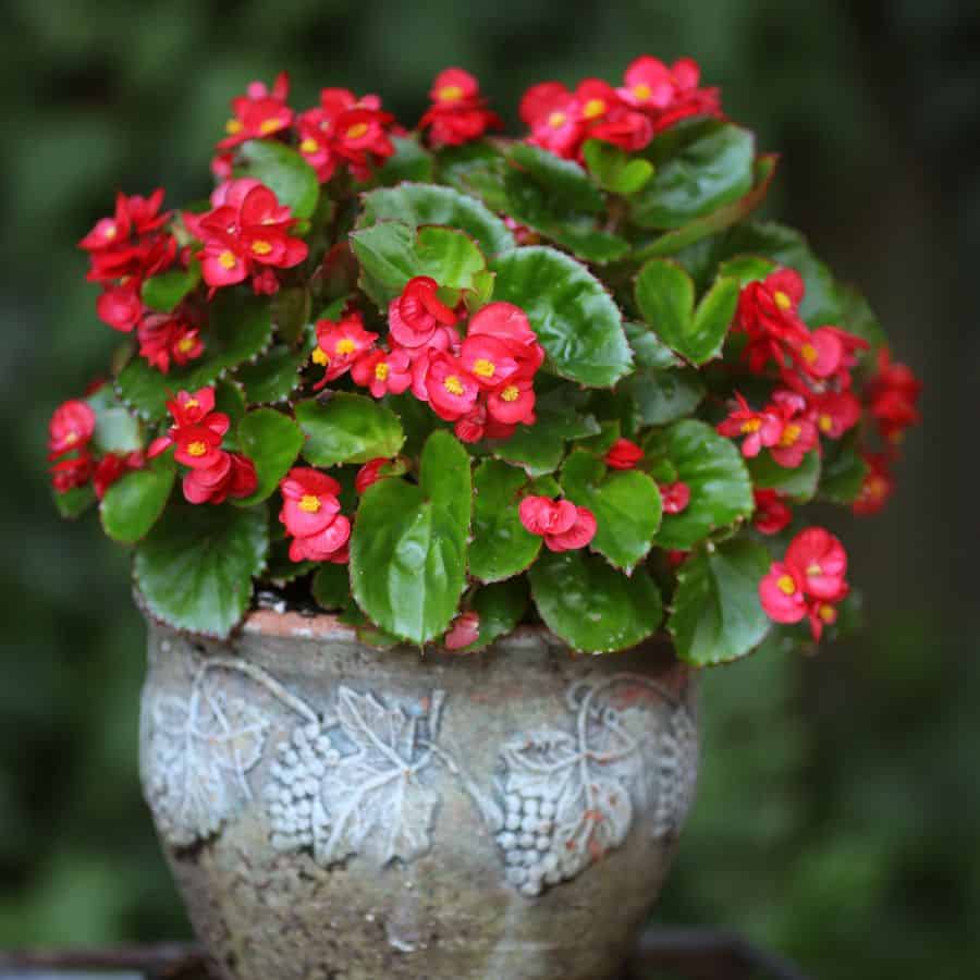 23122-ttlid-610-budget-flowers-garden-t1