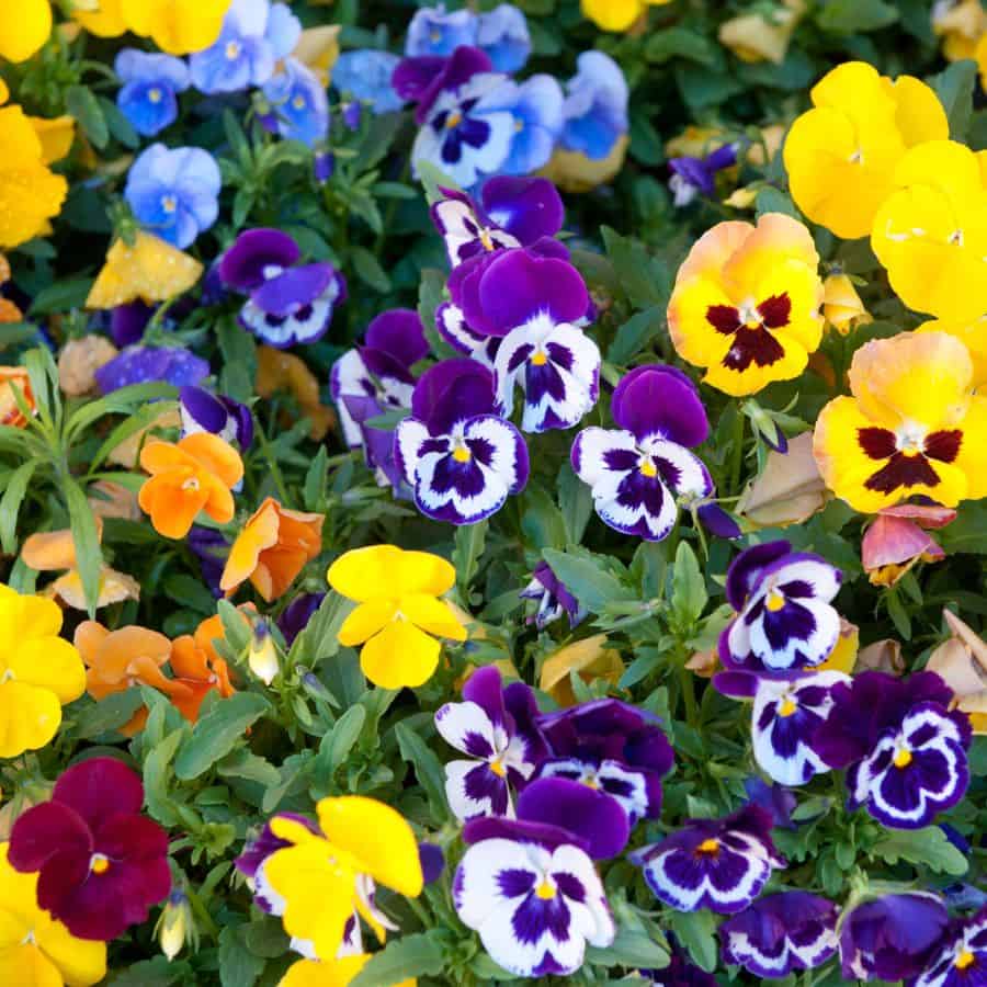 23122-ttlid-611-budget-flowers-garden-t1
