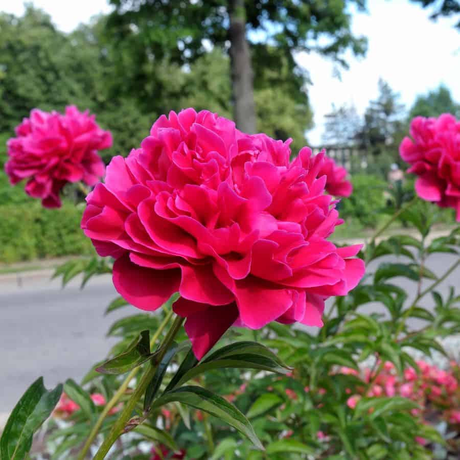 23409-ttlid-807-perfect-peony-gardens-t1