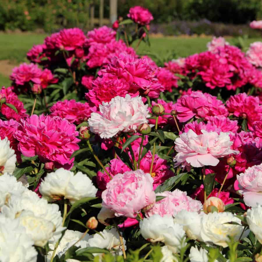 23409-ttlid-809-perfect-peony-gardens-t1