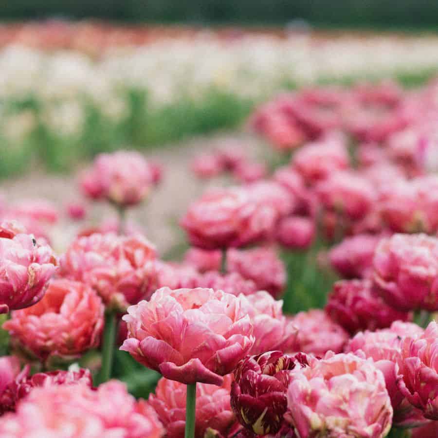 23409-ttlid-810-perfect-peony-gardens-t1
