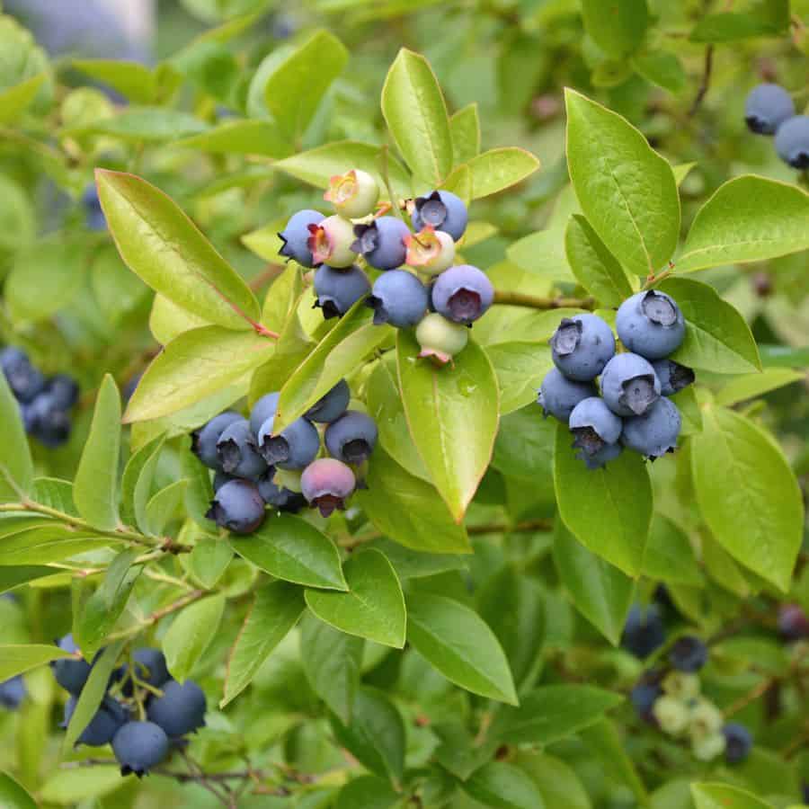 23496-ttlid-874-secret-to-growing-blueberries-t1