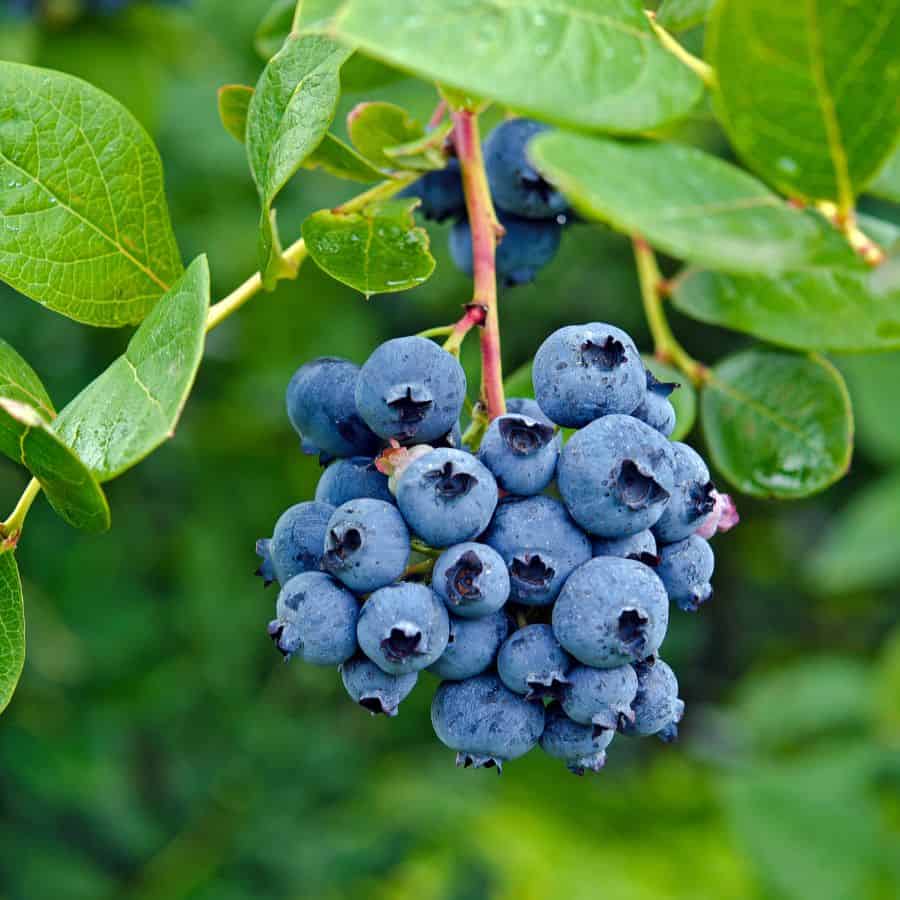 23496-ttlid-875-secret-to-growing-blueberries-t1