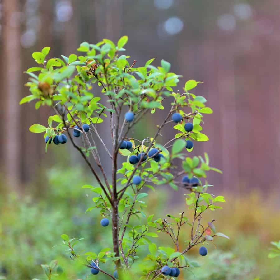 23496-ttlid-876-secret-to-growing-blueberries-t1