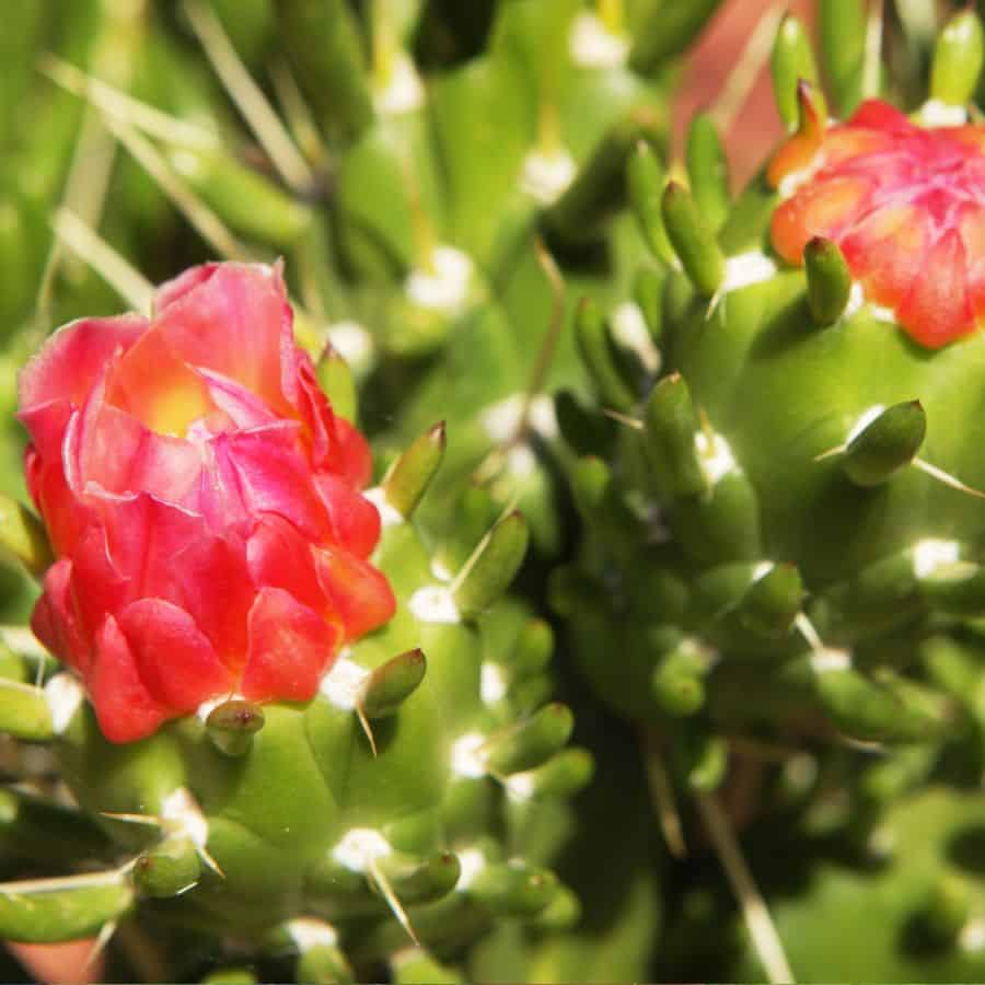 2356-ttlid-3131-growing-the-austrocylindropuntia-subulata-t1