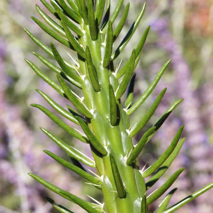 2356-ttlid-3132-growing-the-austrocylindropuntia-subulata-t1