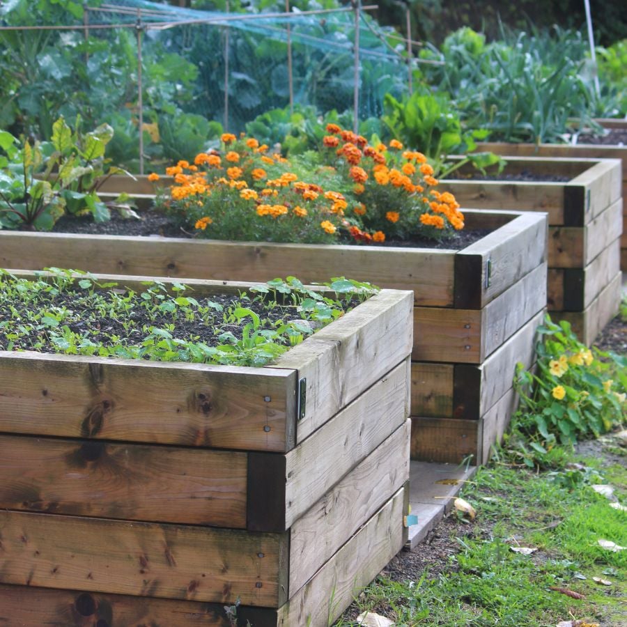 24058-ttlid-1245-secrets-for-raised-bed-success-t1