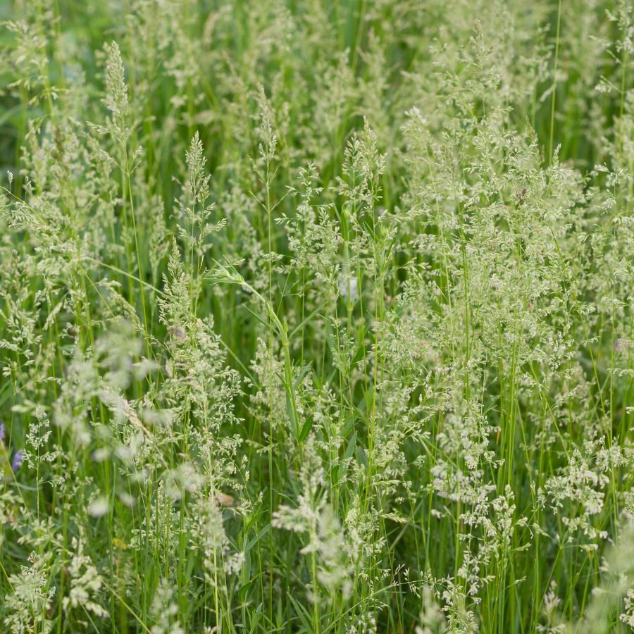 24347-ttlid-1472-ultimate-grass-seed-timeline-t1