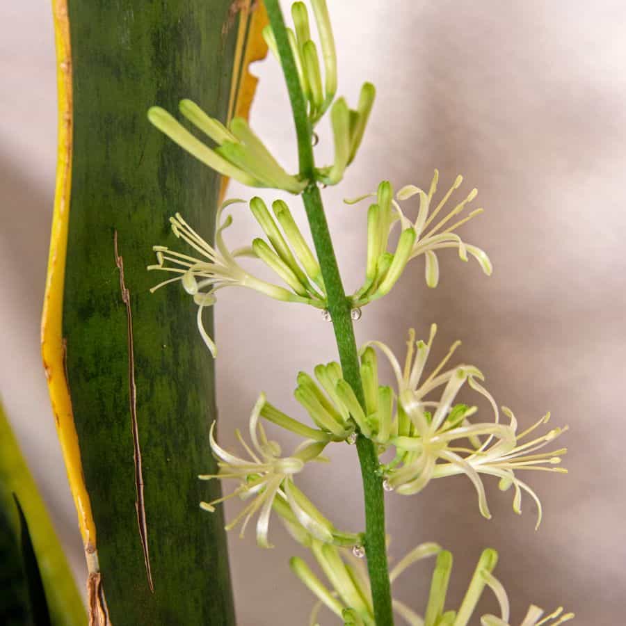 24648-ttlid-1965-why-your-snake-plant-won't-flower-t1