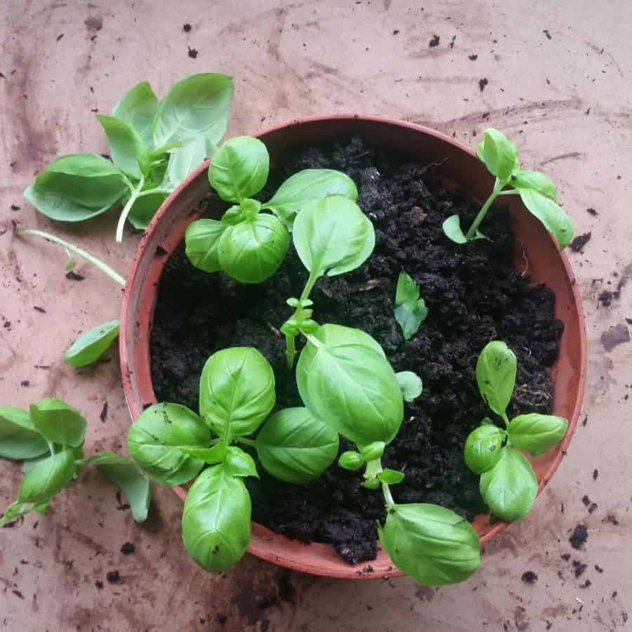 24651-ttlid-1931-start-these-12-crops-in-february-t1