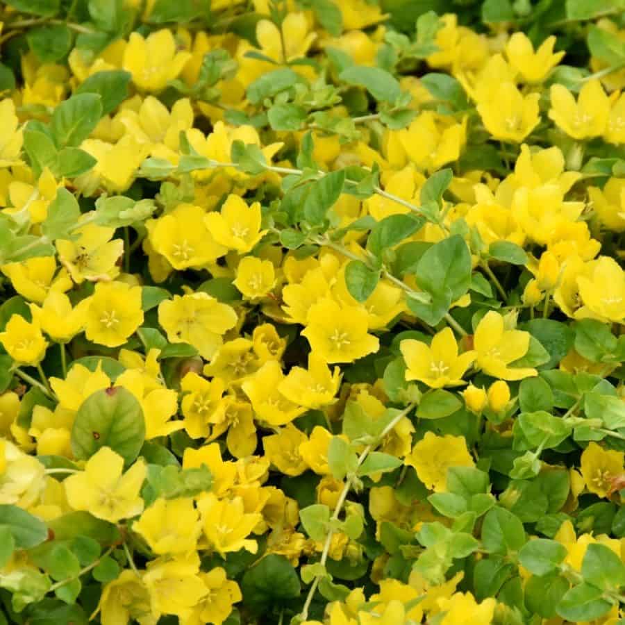 24655-ttlid-1950-plants-that-love-sun-&-hate-water-t1