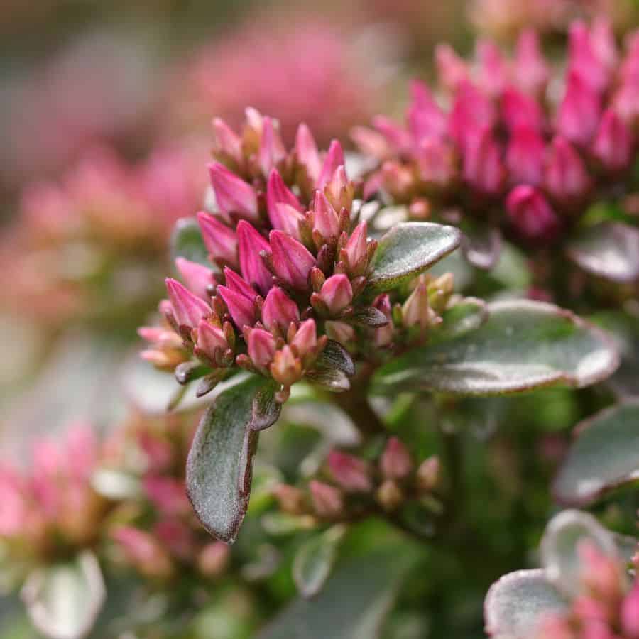 24657-ttlid-1984-prune-these-11-perennials-now-t1