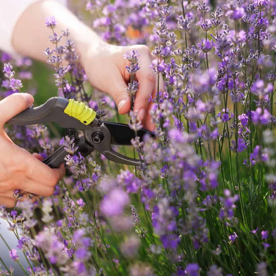 24657-ttlid-1985-prune-these-11-perennials-now-t1