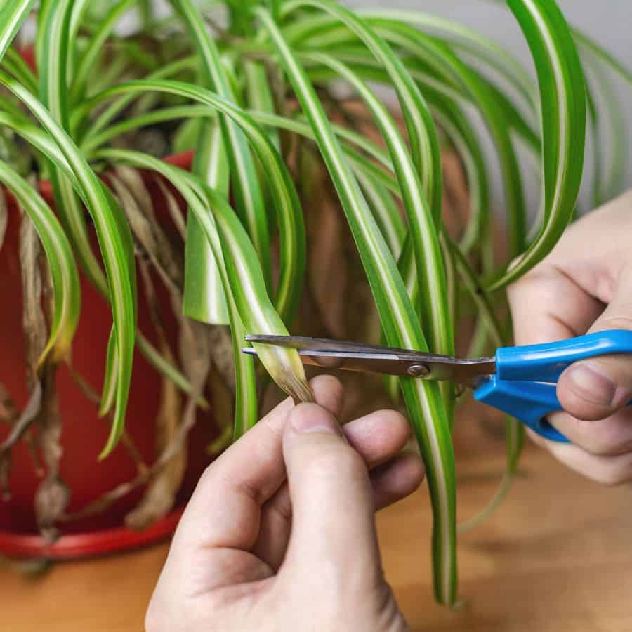 24659-ttlid-1979-is-your-plant-secretly-dying-t1