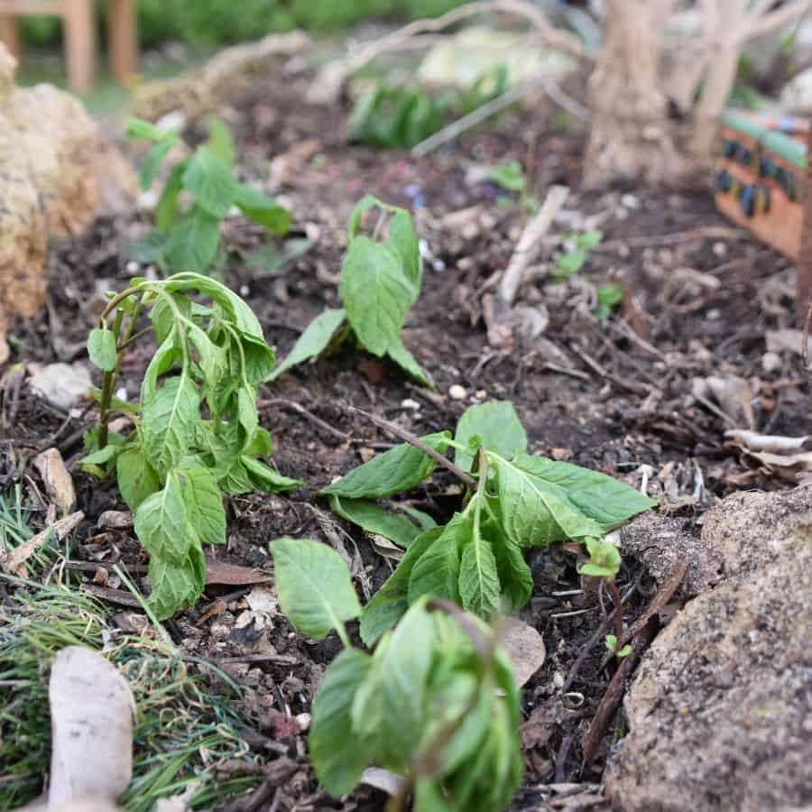 24659-ttlid-1980-is-your-plant-secretly-dying-t1