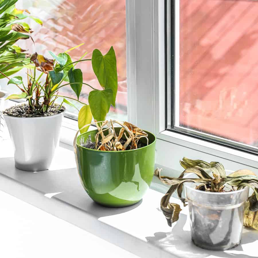 24659-ttlid-1981-is-your-plant-secretly-dying-t1