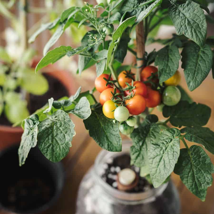 24801-ttlid-1874-vegetables-that-love-container-t1