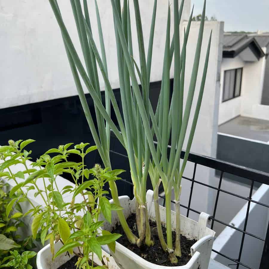 24801-ttlid-1875-vegetables-that-love-container-t1