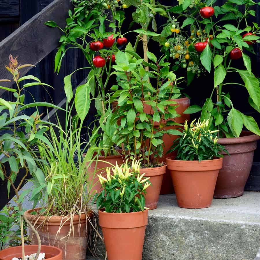 24801-ttlid-1877-vegetables-that-love-container-t1