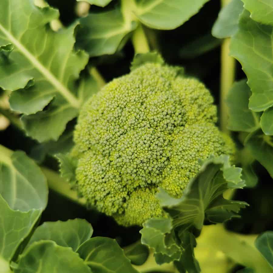 24804-ttlid-2031-stop-waiting-for-spring-t1