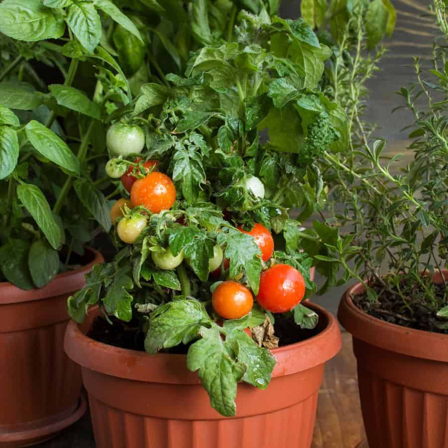 24807-ttlid-2056-cherry-tomatoes-out-of-control-t1