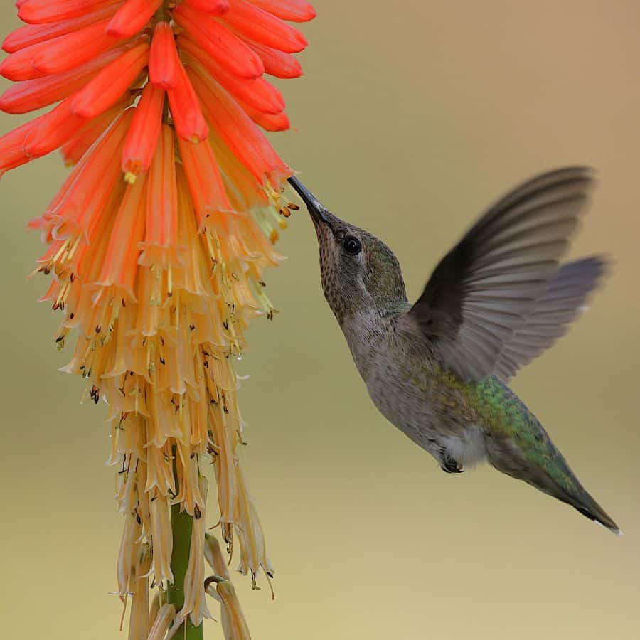 24814-ttlid-2093-fast-growing-flowers-t1