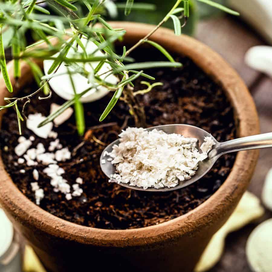 25343-ttlid-2100-pepper-problems-why-gardeners-quit-t1