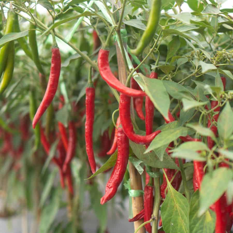 25343-ttlid-2101-pepper-problems-why-gardeners-quit-t1