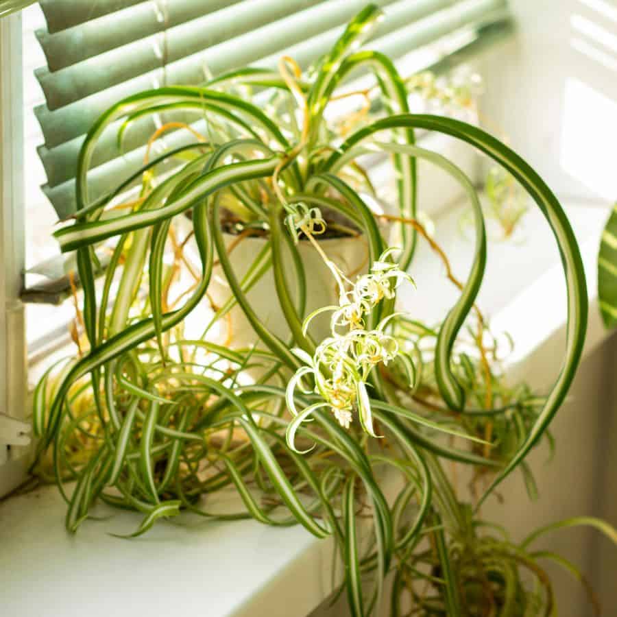 25350-ttlid-2143-your-home-needs-a-spider-plant-t1