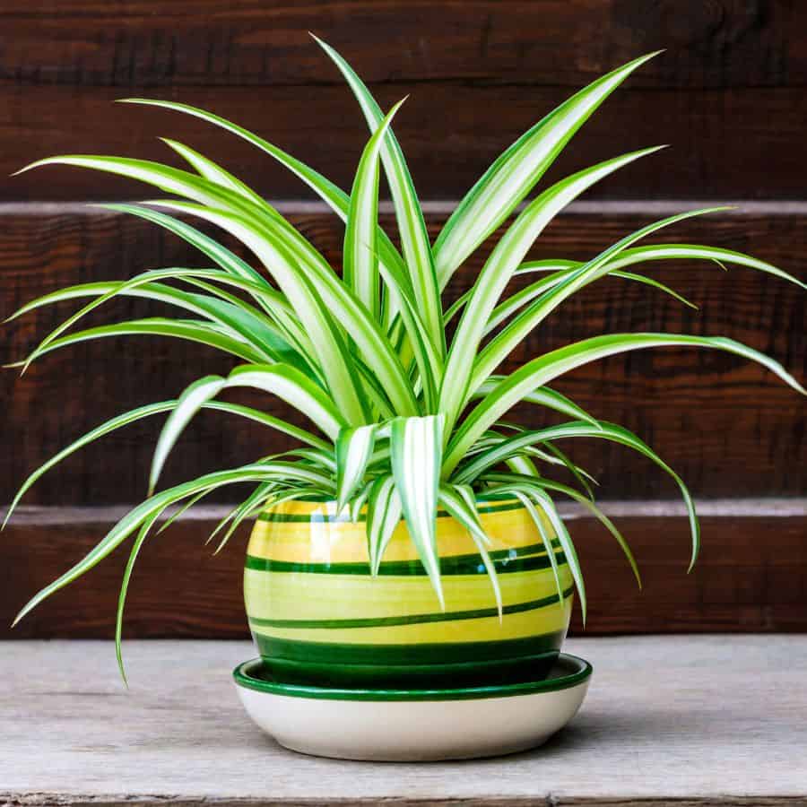 25350-ttlid-2144-your-home-needs-a-spider-plant-t1