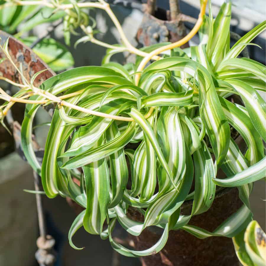 25350-ttlid-2146-your-home-needs-a-spider-plant-t1