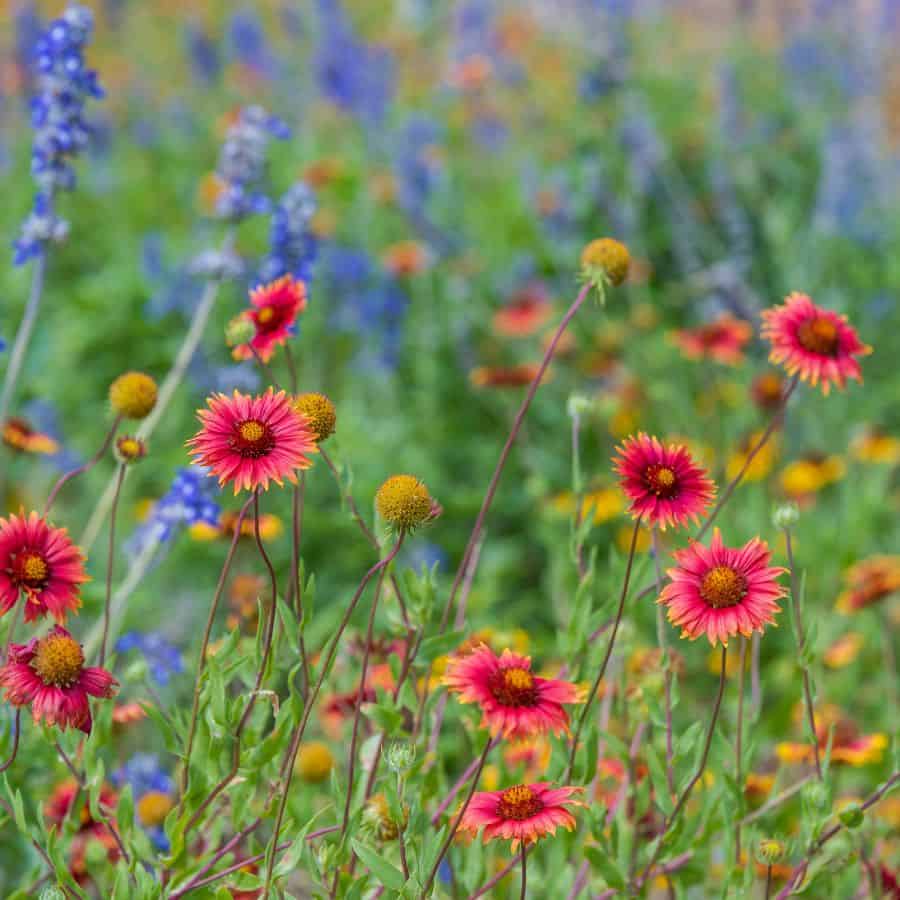 25353-ttlid-2129-wildflowers-that-thrive-in-fall-t1