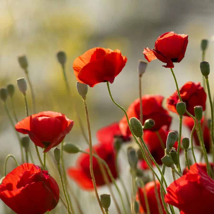 25353-ttlid-2131-wildflowers-that-thrive-in-fall-t1