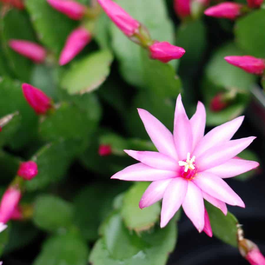 25364-ttlid-2377-christmas-cactus-refusing-to-bloom-t1