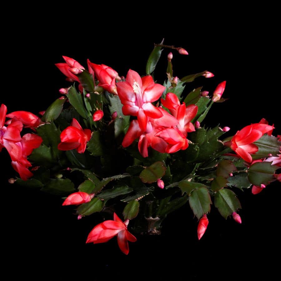 25364-ttlid-2378-christmas-cactus-refusing-to-bloom-t1