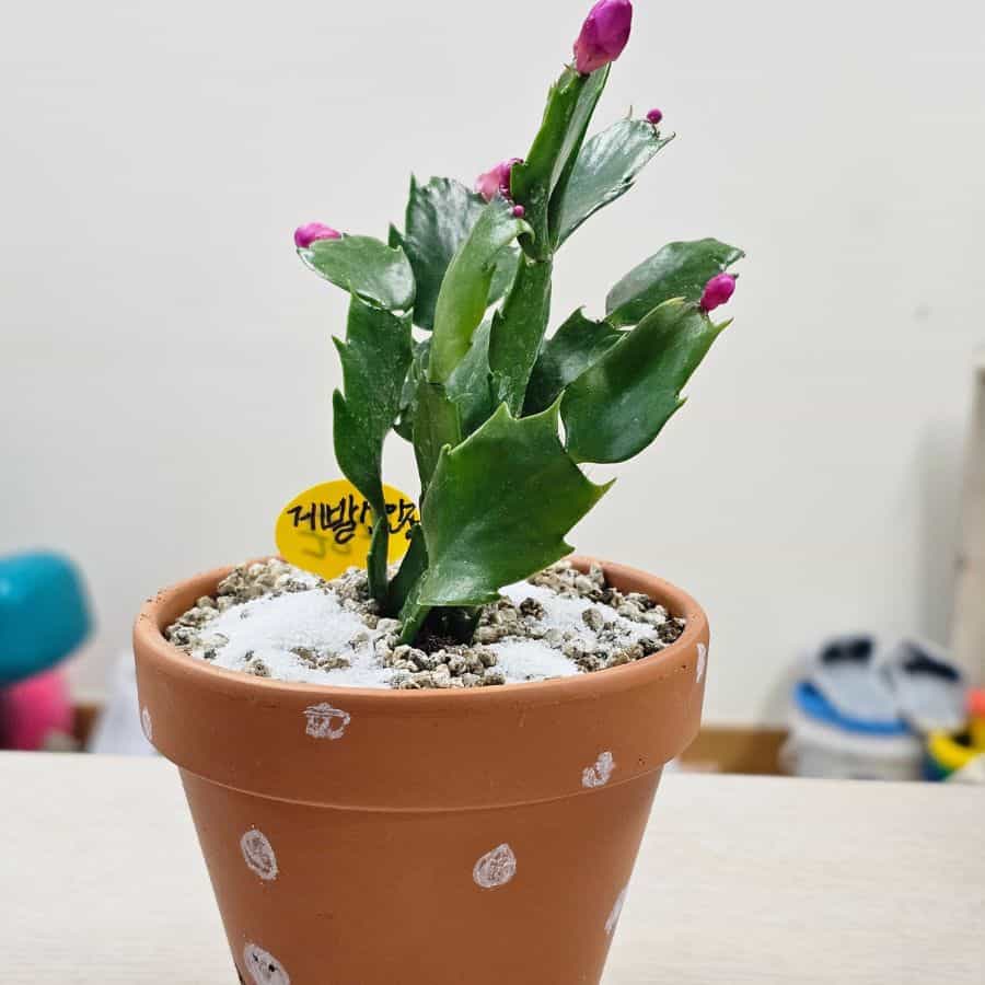 25364-ttlid-2379-christmas-cactus-refusing-to-bloom-t1