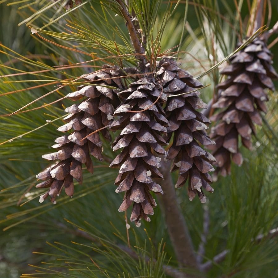 25366-ttlid-2384-swapping-gravel-for-pinecones-t1