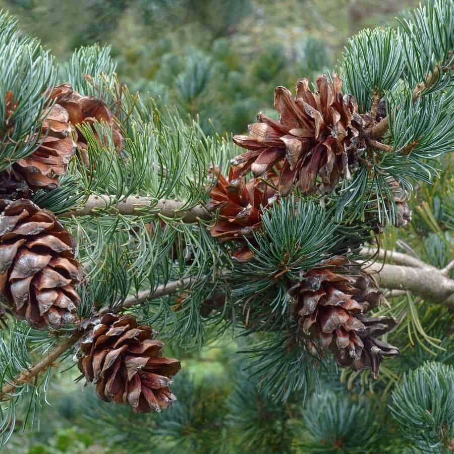 25366-ttlid-2385-swapping-gravel-for-pinecones-t1