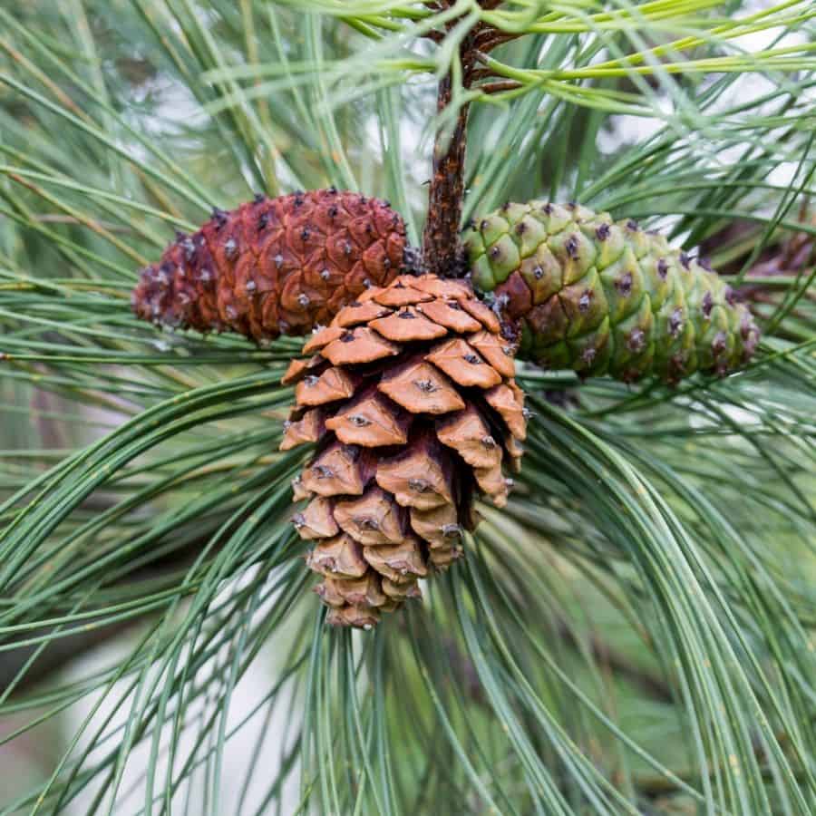 25366-ttlid-2386-swapping-gravel-for-pinecones-t1