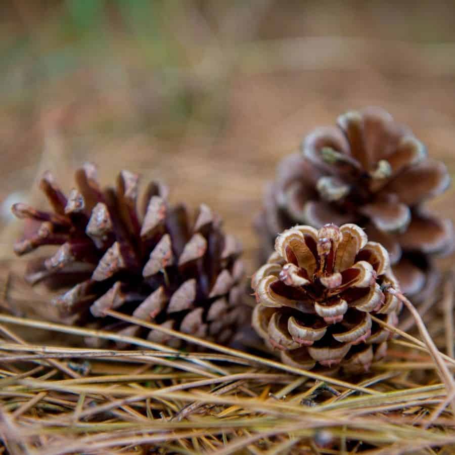 25366-ttlid-2387-swapping-gravel-for-pinecones-t1