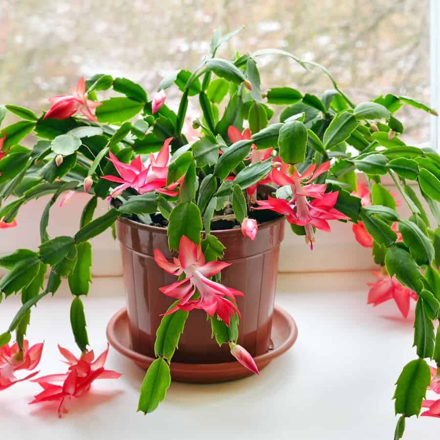 25370-ttlid-2436-christmas-cactus-leggy-t1