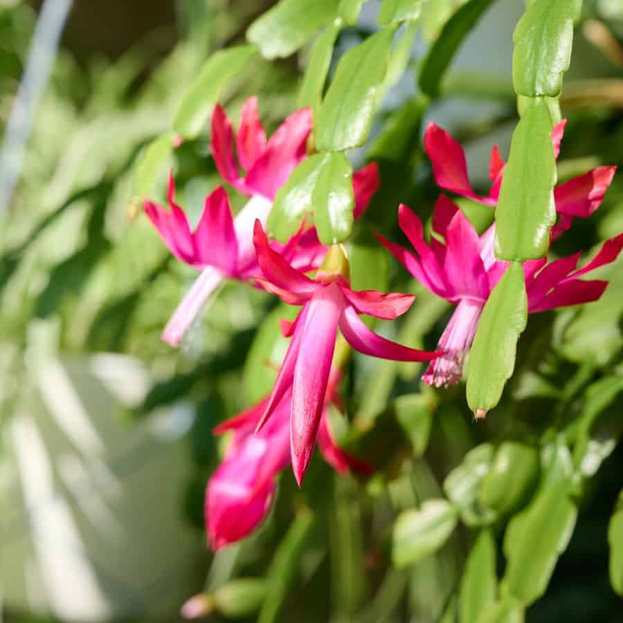 25370-ttlid-2438-christmas-cactus-leggy-t1