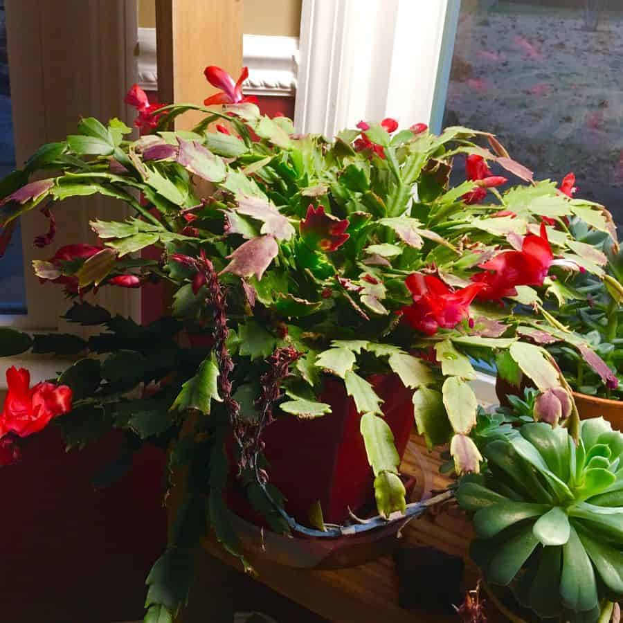 25370-ttlid-2439-christmas-cactus-leggy-t1