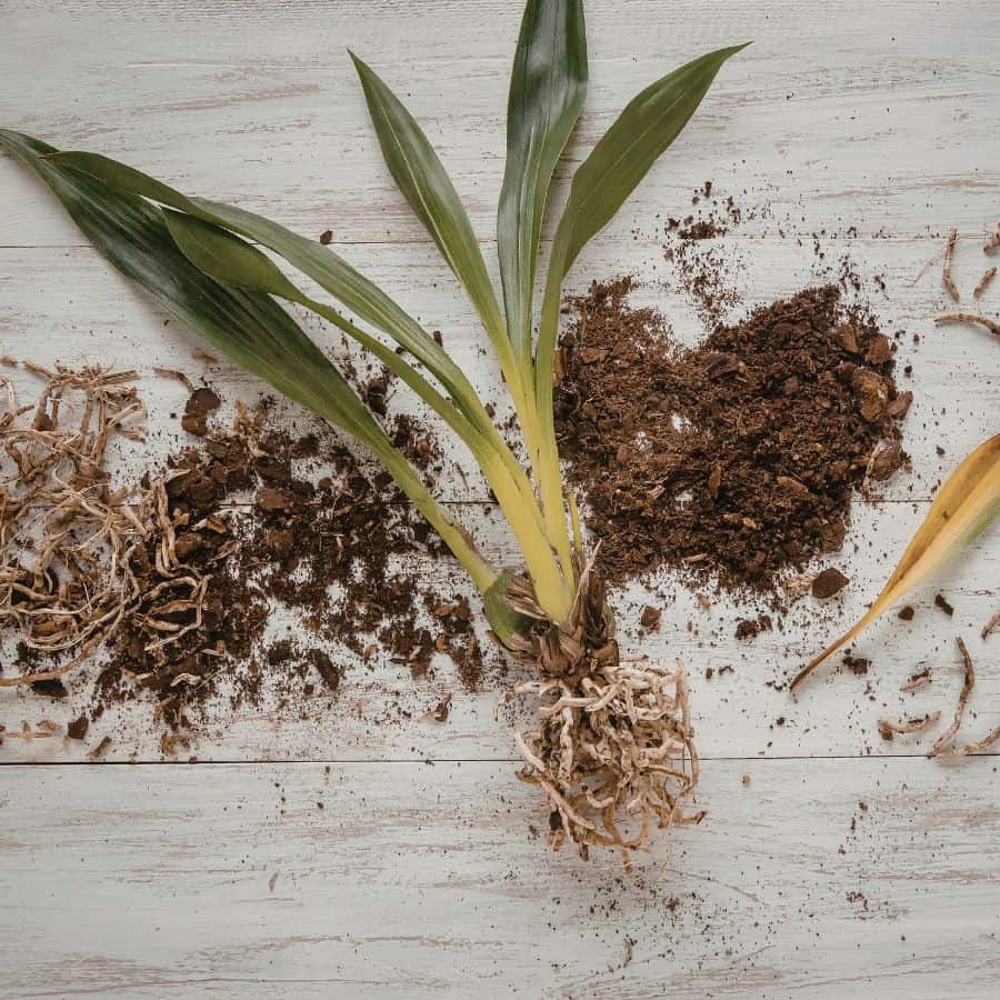 25374-ttlid-2461-houseplants-ready-to-split-this-fall-t1